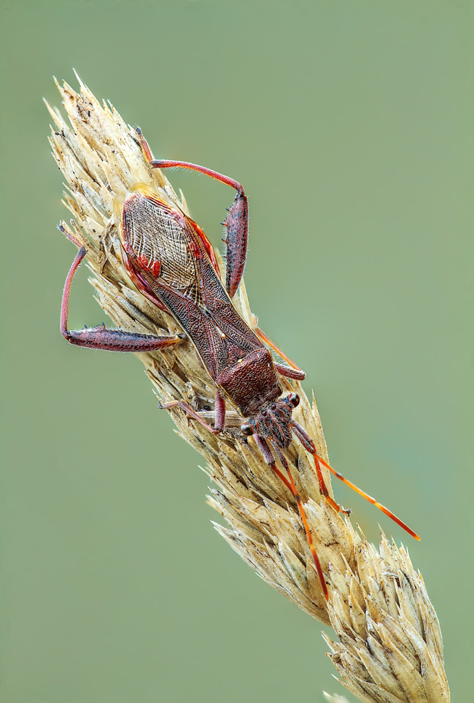 Coreus marginatus? No, Camptopus lateralis